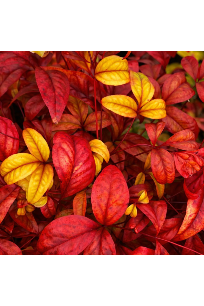 Перехід на осінні фарби нандіни Файр Пауер